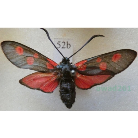 Zygaena lonicerae (Scheven, 1777) Deutschland52b